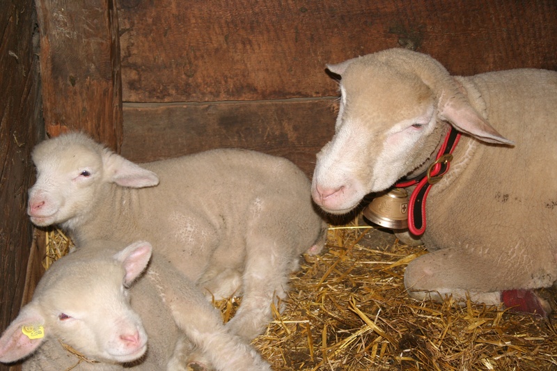 2K, pets, nature, animal themes, no people, vertebrate, young animal, domestic animals, two animals, domestic, hay, livestock, straw, animal pen, animal family