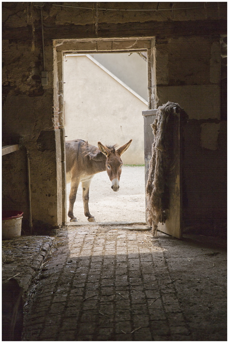 door, day, 5K, built structure, domestic, transfer print, agricultural, barn, pets, livestock, mammal, donkey, city, animal themes, domestic animals, architecture