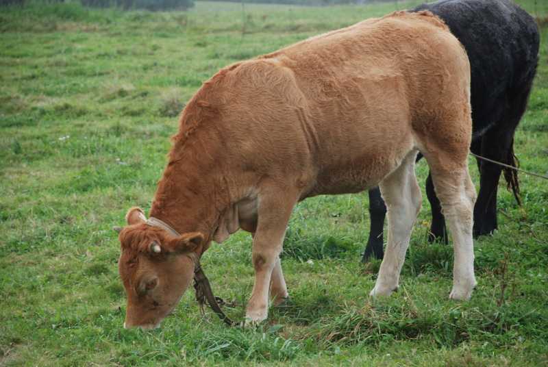prairie, cow, no people, pasture, mammal, grass, veal, stable, herbivorous, field, agriculture, grazing, animal themes, animal nature, galician beef, prado