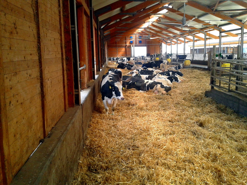 animals, herbivorous, vertebrate, stable, architecture, group of animals, hay, shed, straw, animal pen, truss, cows, domestic animals, domestic, animal themes