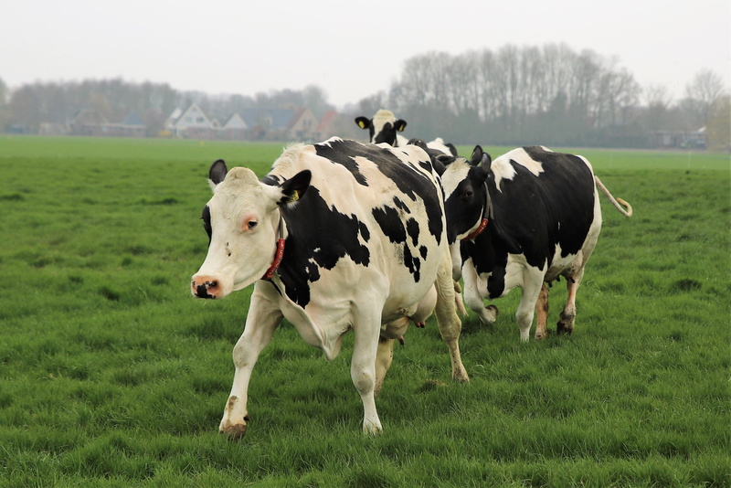 domestic cattle, nature, group of animals, animal themes, meadow, animal, outdoors, no people, pasture, pets, landscape, plant, plain, domestic, livestock