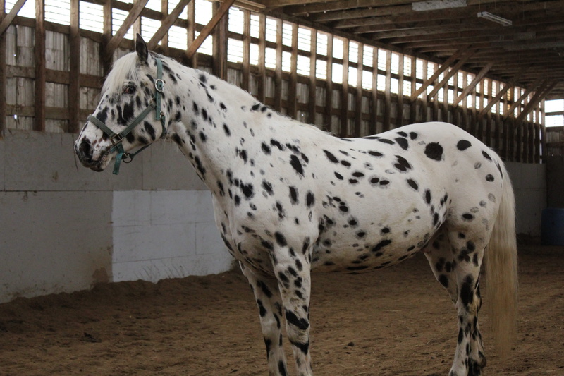 standing, one animal, Field, herbivorous, animal themes, dalmatian dog, mammal, Animal, day, vertebrate, no people, white color, Horses, focus on foreground