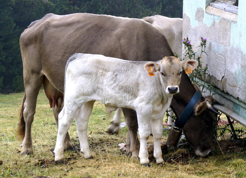 cows, horns, livestock, no people, animal, cattle, calf, mammal, mammal animal, animal family, stable, domestic cattle, nature, 2K, standing, bovine, farm