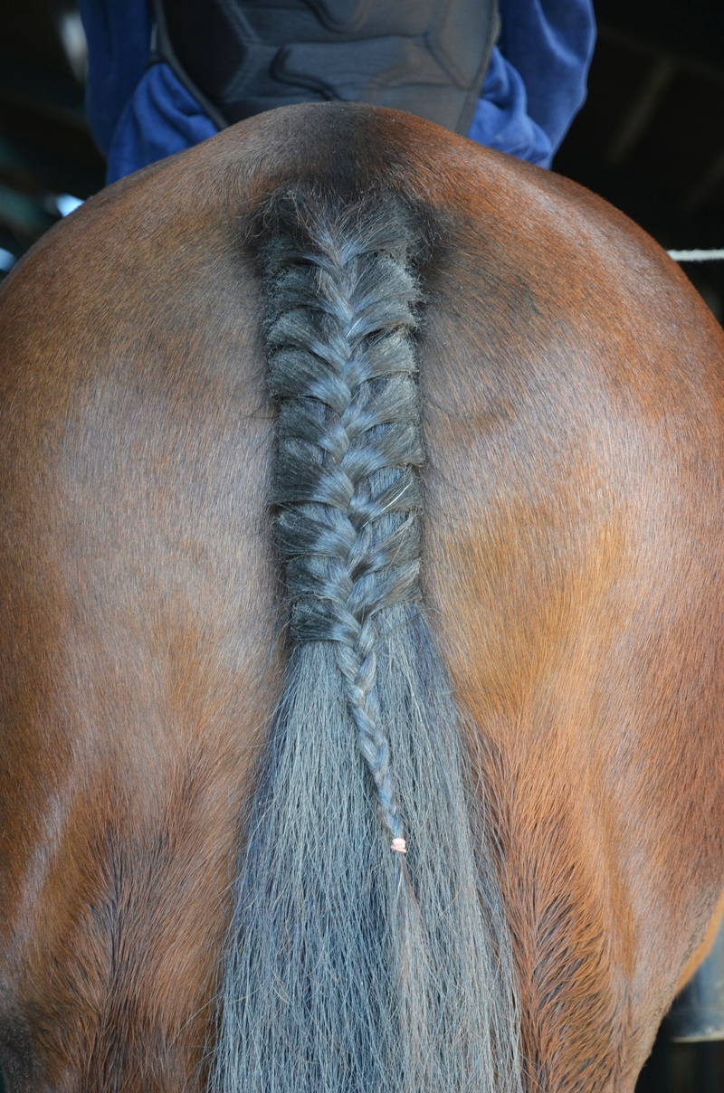 tail, day, ride, animal body part, vertebrate, sport, horseback, livestock, manege, animal, domestic, brown, animal wildlife, focus on foreground, pets