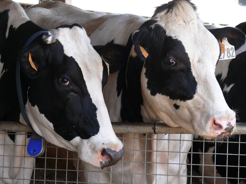 livestock tag, rural Scene, herbivorous, farm, close-up, animal head, cow, two animals, friesian, nature, milk, white color, cattle, domestic animals, bovine