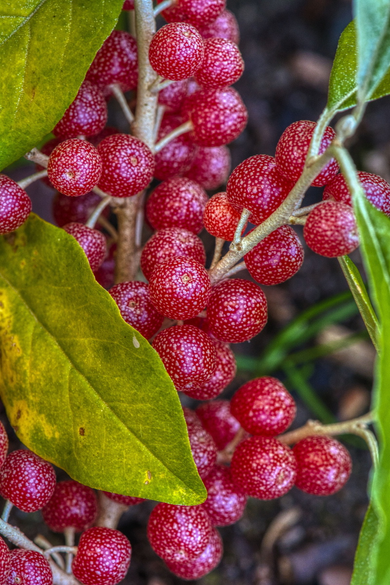 silver leaf, berry, focus on foreground, food, red, 5K, no people, autumn, ripe, growth, food and drink, tart, fruit, nature, outdoors, wellbeing, healthy eating