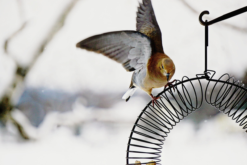 gray, birds, wire, wildlife, snow, small, black wire, animal Wing, bird, wow, winter, sentence, feather, outdoors, animal, mourning dove, 4K, feeder, nature