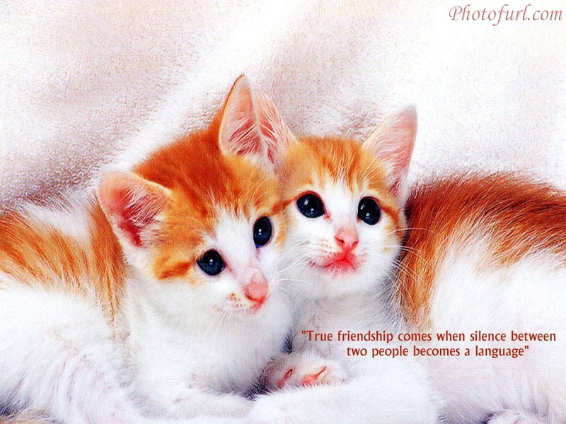 quotes, cat, kitten, 480P, friendship, cute, poem