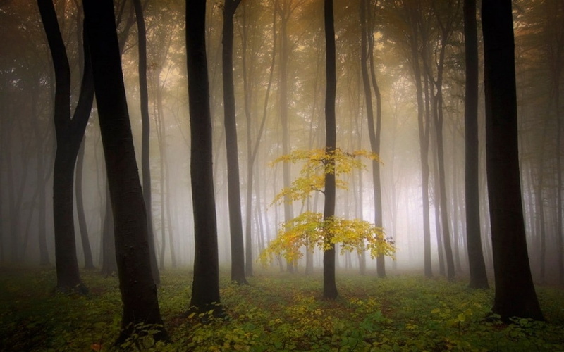 trees, forest, mist, poem, morning, 480P, landscape, shrubs, nature, sunrise