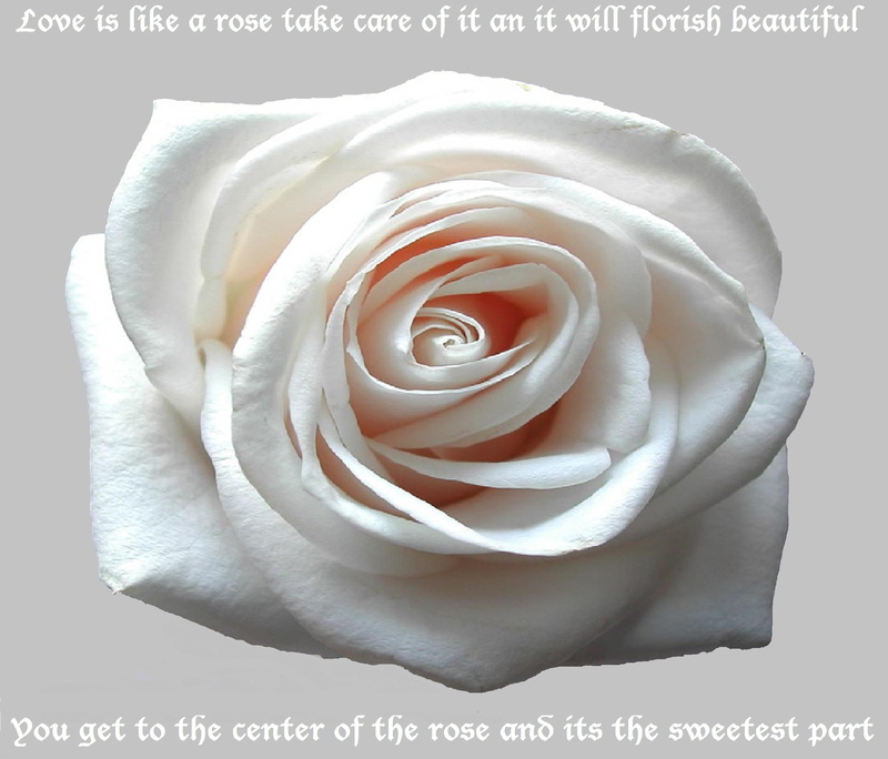 tells, 1080P, love, purity, 3d and abstract, rose, poem