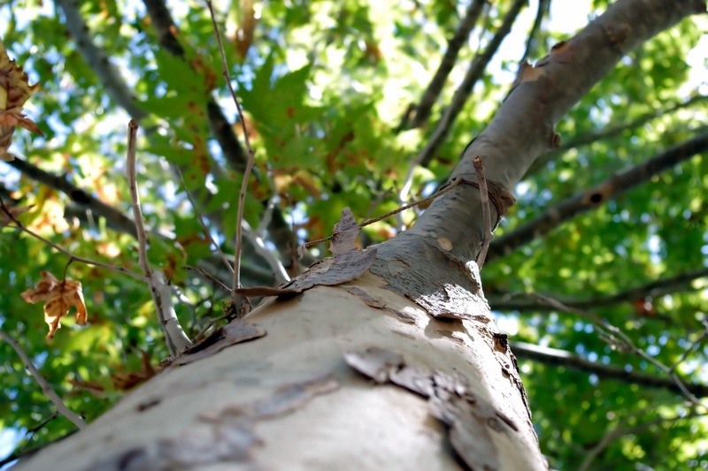 card, tree, quote, leaves, branches, change, view, outdoors, autumn, plant part, season, green, selective focus, land, tranquility, photography, beauty in nature