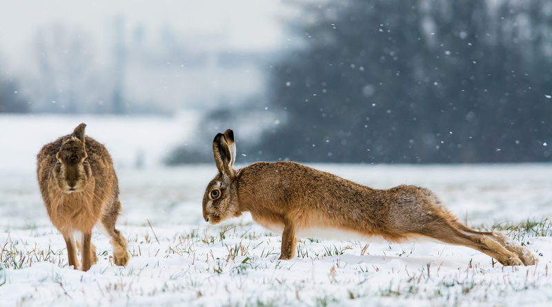 pushups, winter, 5K, rabbits, charging, snow