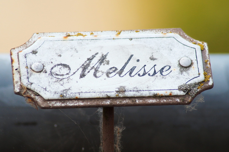 non-western script, shield, health, western script, communication, damaged, eat, outdoors, plant, nameplate, garden, run-down, healthy, weathered, herbs
