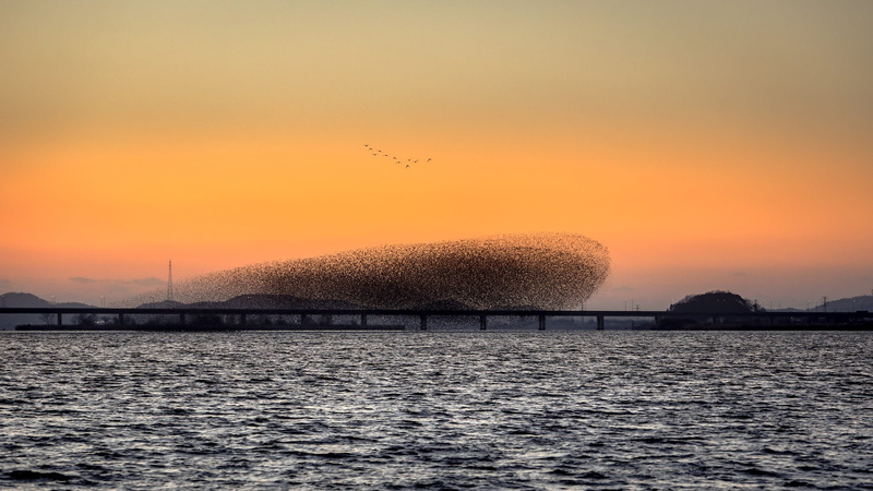 group of animals, flock of birds, new, water, the window, animal themes, vertebrate, cloud - sky, the military, sun, nature, sky, beauty in nature, outdoors