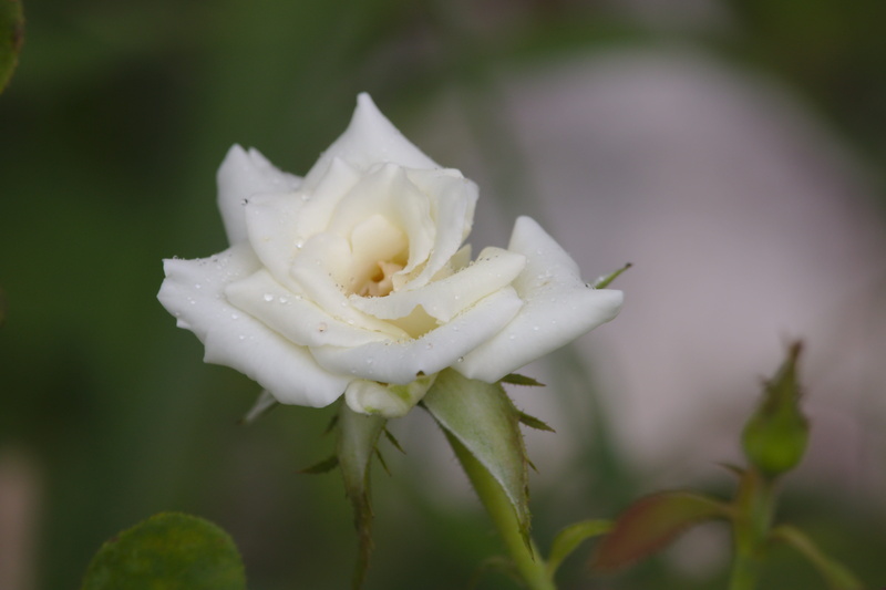 outdoors, petals, sepal, nature, rain, love, drop, growth, vulnerability, white color, summer, petal, rose, freshness, flora, stem, botany, flowering plant