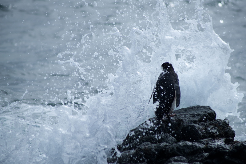 adventure, wave, nature, bird, stoic, sea, real people, solid, rock, water, ocean, beauty in nature, wild animal, wildlife, motion, antarctica, outdoors