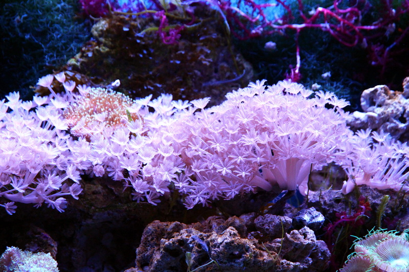 animal, sea ​​bottom, reef, marine aquarium, tank, coral, purple, underwater, marine, reef aquarium, animal themes, animals in the wild, invertebrate, undersea