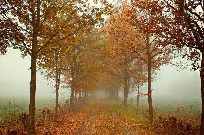 nature, nature and landscapes, 1080P, mist, autumn, trees, path, follow