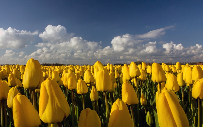 yellow, beautiful, 1080P, tulips, nature, yellow tulips, field, landscape