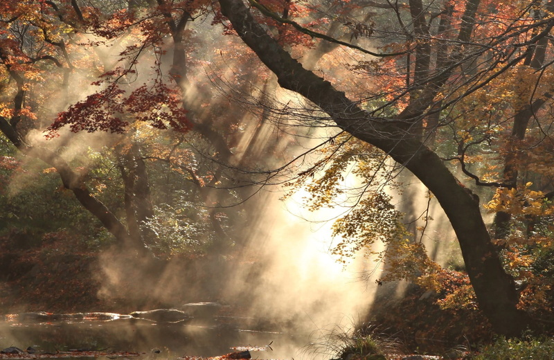growth, digital, day, plant, smoke, leafed, red, beauty in nature, branch, photography, change, sunlight, land, tree, scenics - nature, tree trunk