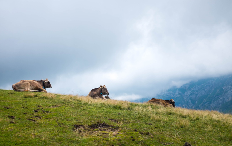 herbivorous, beauty in nature, hill, pets, domestic animals, environment, three, brown, nature, animal themes, outdoors, livestock, cattle, landscape, cloud - sky