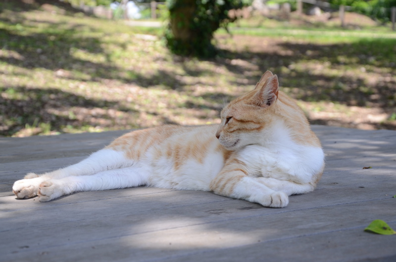 Chillin, whisker, cat, nature, domestic animals, 4K, Cat, Stray Cat, animal themes, eyes closed, relaxation, ginger, pets, Cat, domestic cat, vertebrate