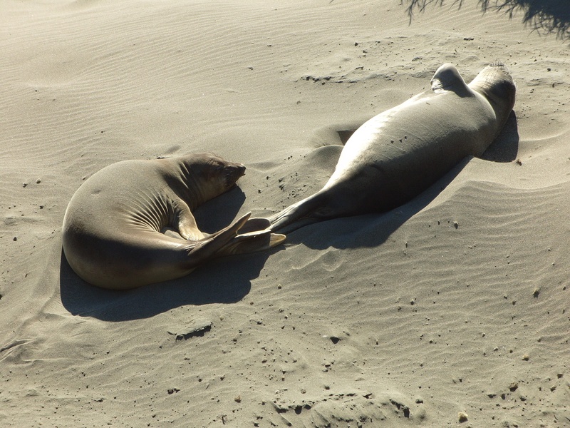 coast, shore, marine, sand, lazy, sunlight, resting, sea, high angle view, day, 2K, relax, animal themes, seaside, no people, vertebrate, outdoors, group of animals