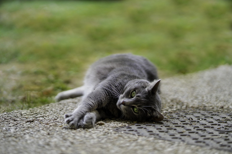 animal themes, tabby, 2K, domestic animals, pose, relaxation, vertebrate, lying down, resting, young, mammal, domestic, chillin, selective focus, no people