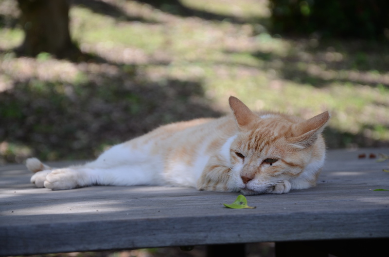 resting, take a nap, relaxation, domestic cat, domestic animals, 4K, chillin, noriben chatter, stray cat, feline, mammal, outdoors, cat, one animal, nature