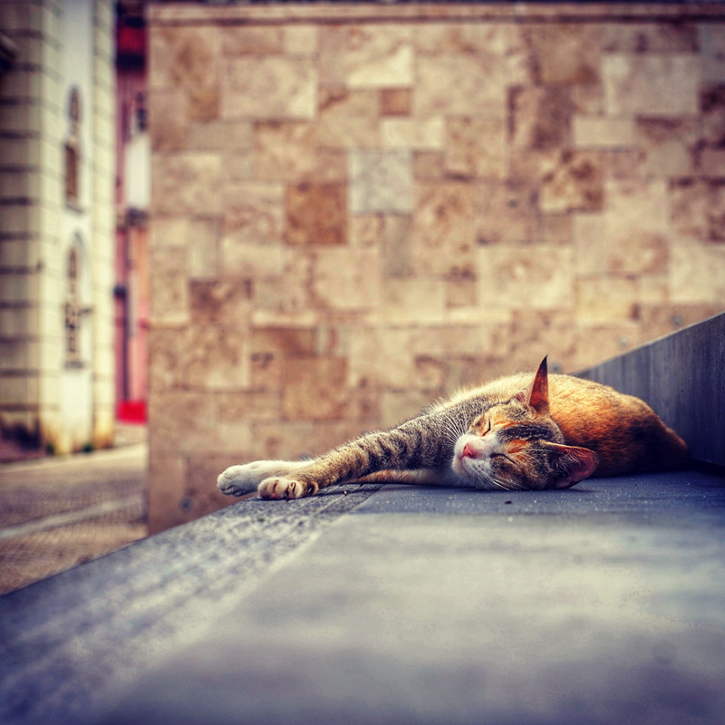 mammal, selective focus, domestic animals, whisker, chillin, vertebrate, relaxation, pets, tabby, lying, stair, one animal, animal, rest, cat, animal body part