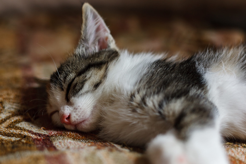 resting, furry, portrait, animal, domestic animals, pets, snout, napping, animals, mammal, vertebrate, background, tired, animal head, charming, cute, kitten