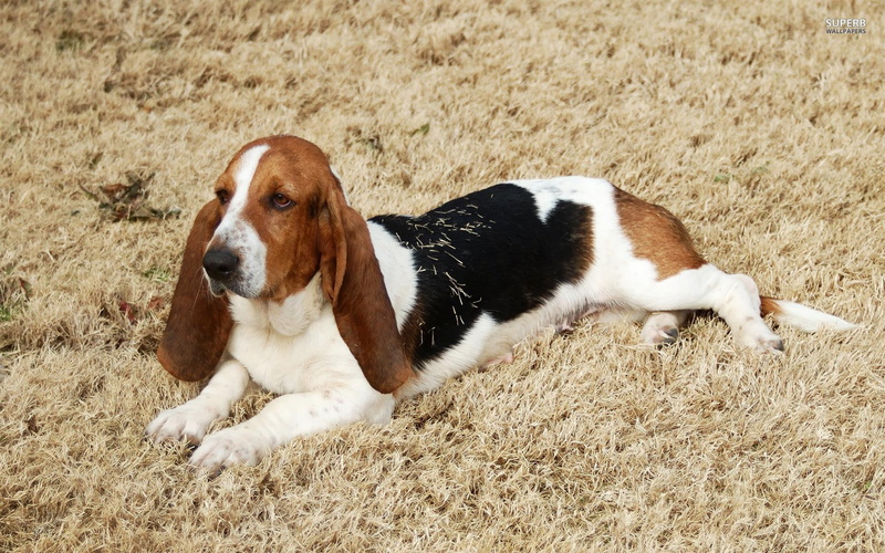 lazy, basset hound, dog, 1080P, laying, animals, grass, relaxed, animal