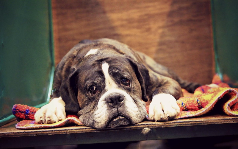 animal, 1080P, lazy, dogs, animals