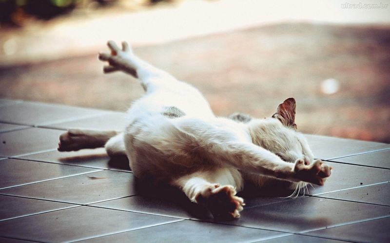 lovely, morning, sweet, cats, 1080P, animals, lazy, kitten, wakingup