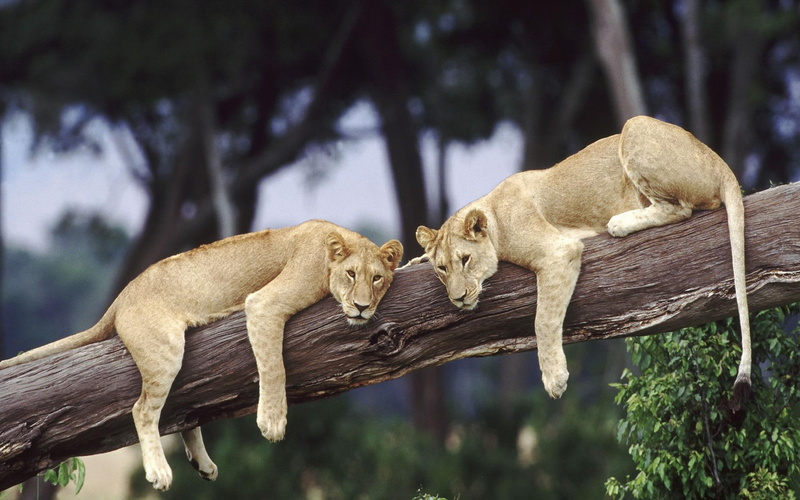 animals, cats, 1080P, lions, lazy