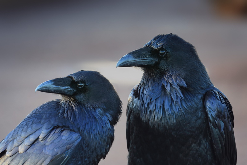 birds, raven, 2K, crow, animals