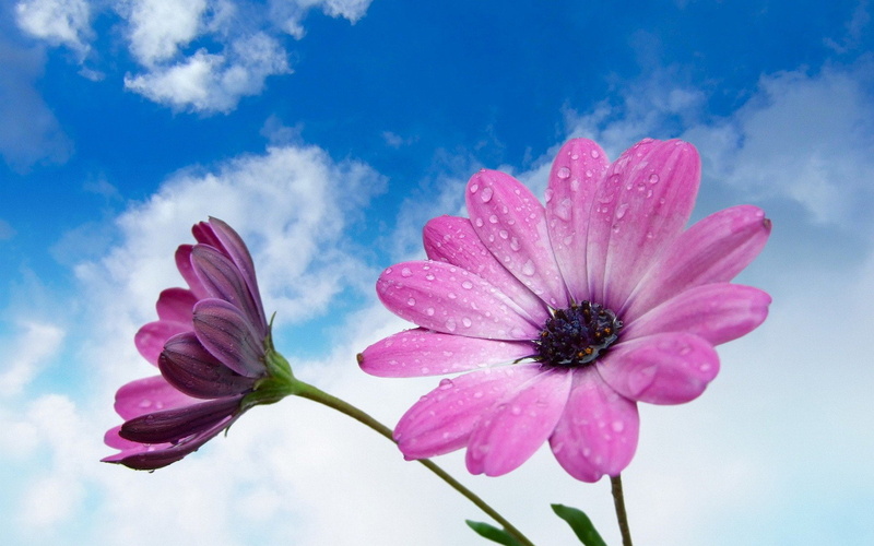 laptops, flower, hd, desktop, pink, mobile, clouds, beautiful, blue, 1080P, phones, soft, white, sky