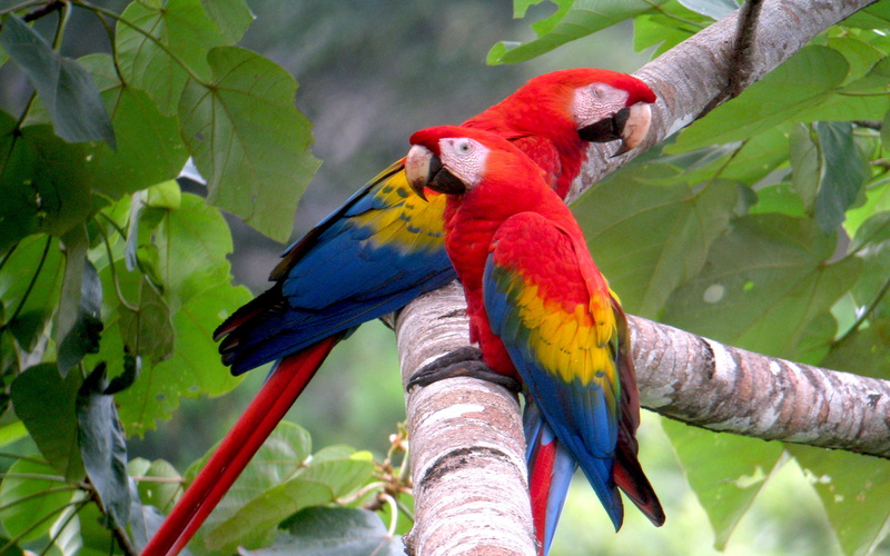 tropical, tree, plant part, animals in the wild, multi colored, 4K, rainbow lorikeet, one animal, colored, focus on foreground, animal, mobile, large