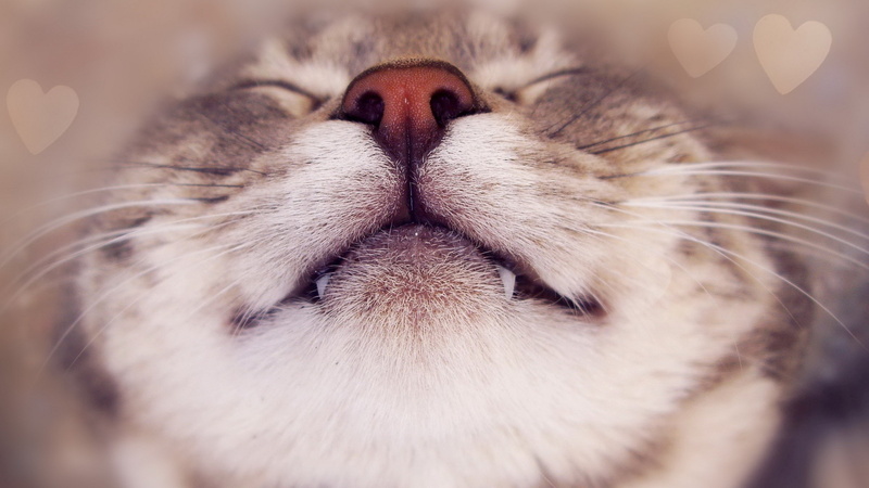 one animal, animal body part, cutest cat ever image, animal nose, vertebrate, close-up, domestic, mouth open, mammal, feline, no people, animal themes