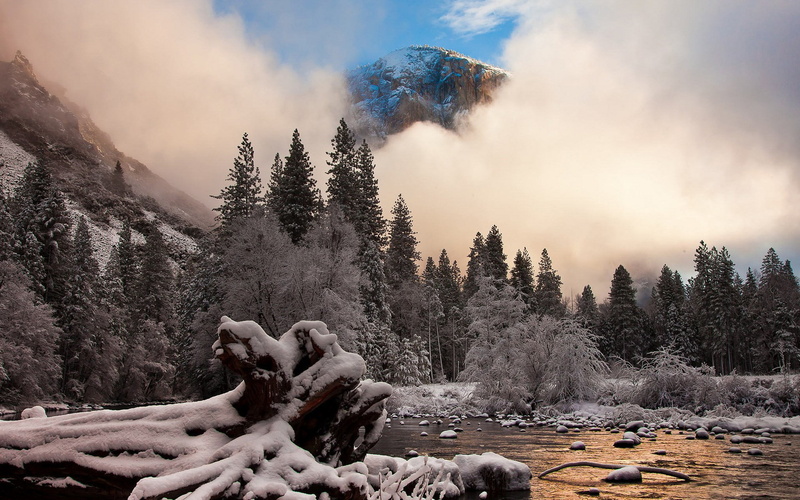pine tree, remote, land, hd full  nature inspired 1920x1200, growth, plant, mammal, outdoors, tranquility, non-urban scene, environment, mountain, cloud - sky