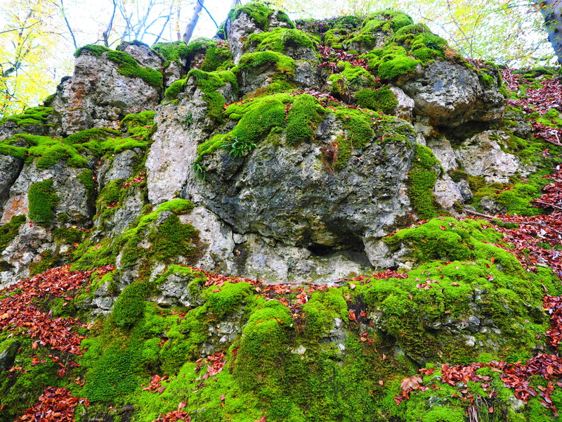 outdoors, moss, solid, green, low angle view, forest floor, rock, tree, palustriella commutata, amblystegiaceae, stone, day, forest, rock formation, overgrown