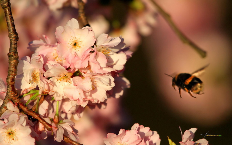 nature, humblee bee, insects, animals, 1080P, humble, bee