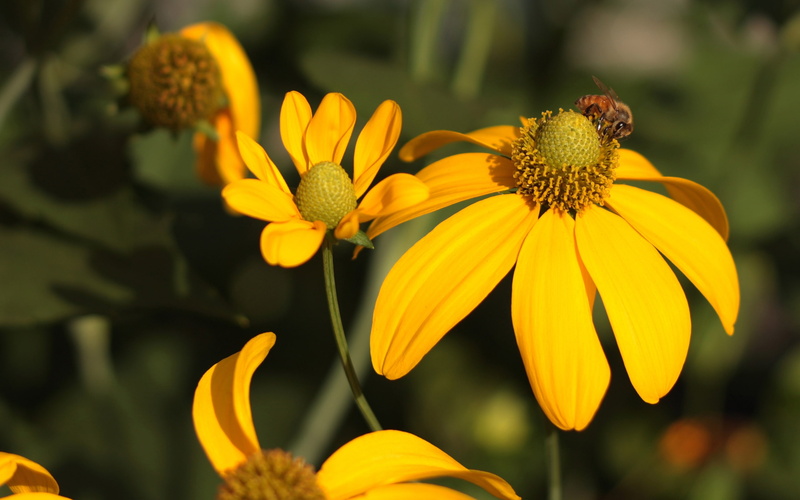 Humble, animals, bugs, Bee, Flowers, 2K, hd, Bumble, art, Yellow