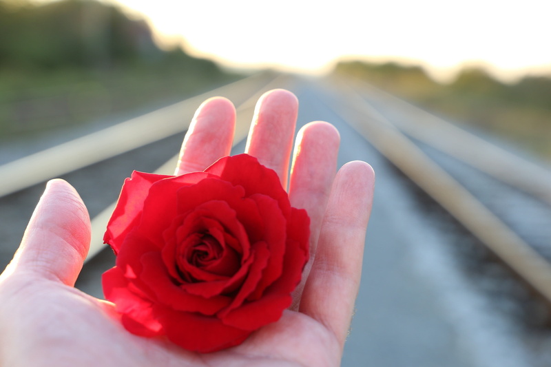 focus on foreground, petal, with love, railway, hand, of suicide on rail, beauty in nature, condolence, fragility, human body part, nature, humble, vulnerability