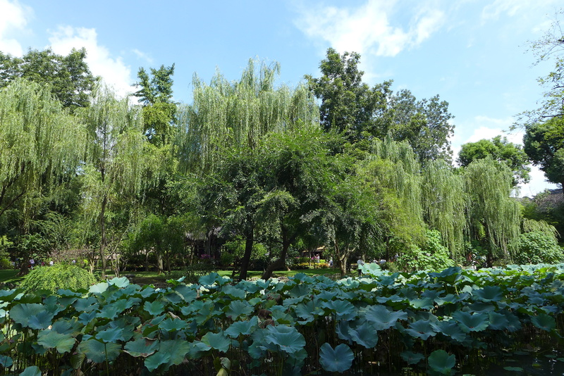 no people, 2K, water, cloud - sky, plant, plant part, growth, lake, lotus water lily, flower, outdoors, autumn, beauty in nature, nature, humble administrators garden