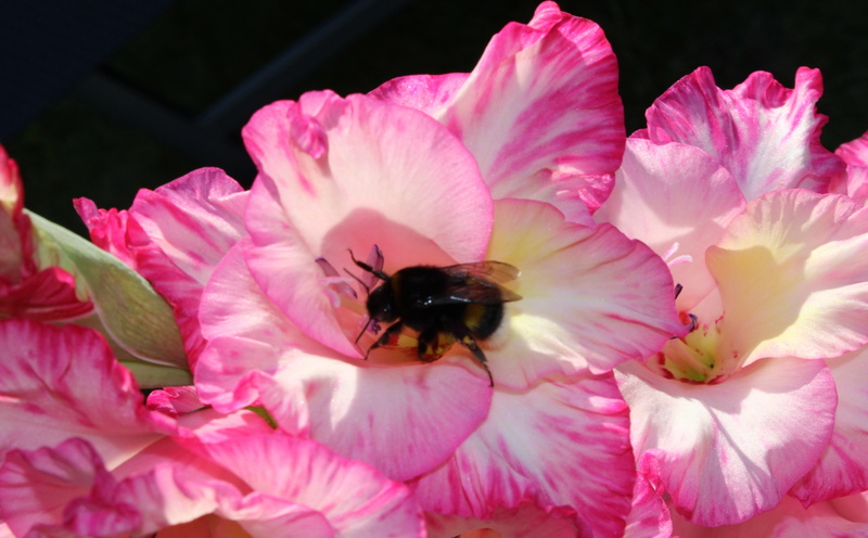 pink color, flower, inflorescence, animal, animals in the wild, Flowers, growth, animal themes, flowering plant, petal, bumblebee, bee, Nature, humble