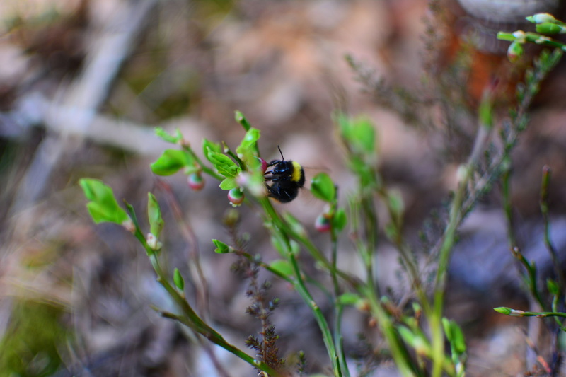 nature, green, one animal, apis, outdoors, no people, close-up, selective focus, bee, ladybug, growth, invertebrate, insect, green color, focus on foreground