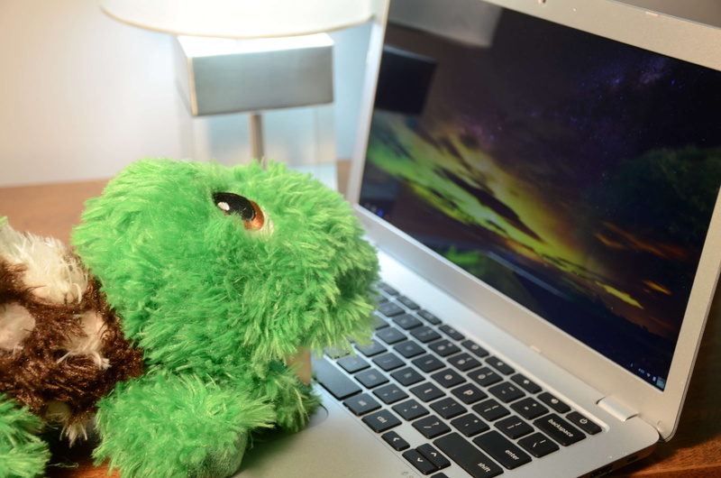 keyboard, animal, 4K, no people, indoors, pets, computer, laptop, connection, green color, home interior, domestic animals, wireless technology, one animal