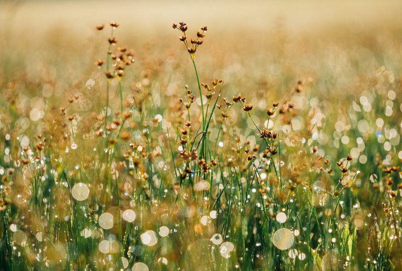 wander, freshness, motivation, flower, environment, sunset, meadow, earth, 4K, field, no people, backgrounds, flower head, plain, sky, tranquility, springtime