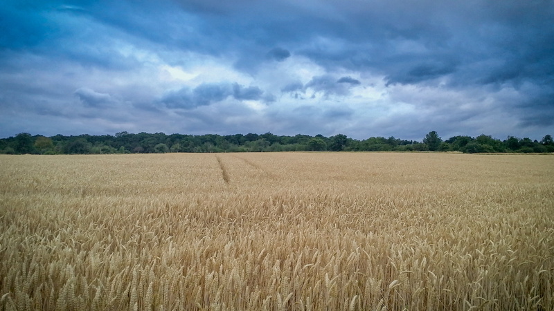 nature, outdoors, land, wheat, landscape, climb, barley, summer, balance, accomplish, success, wild, peaceful, trees, explore, cereal plant, earth, valley